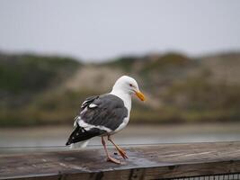 Lone Seagull Standing On Wooden Board With Hill And Water photo