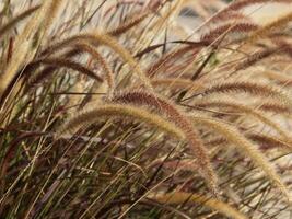 Long Wild Grass Filling Frame In Graceful Curve photo
