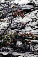 New Colorful Plant Regrowth On Old Lava Flow photo