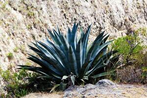 grande cactus planta creciente en desierto Perú sur America foto