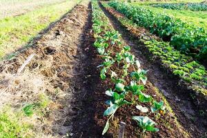 filas de vegetales plantado en grande jardín foto