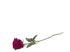 Single Rose on long stem with water drops photo