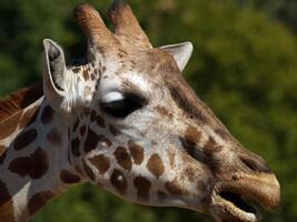 Tight portrait of giraffe with wet mouth photo