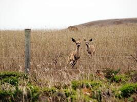 two young fawns running towards barbed wire fence photo
