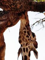 joven jirafa masticación en ladrar de árbol foto