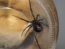 Belly of black widow spider through glass photo