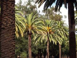 three palm trees in light framed between trunks photo