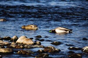Two Ducks Swimming In River With Heads Submersed photo