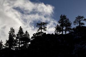 silueta de pino arboles en montaña en contra azul cielo nubes foto