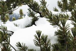 verde pino árbol ramas con Fresco nieve foto