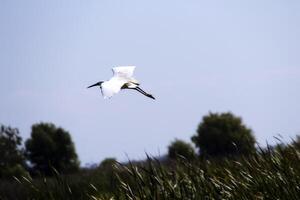 White Egret Flying Over Reeds In Wetlands photo