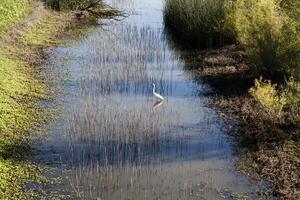 White Egret Standing In Water With Reeds photo