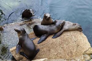 cinco focas en rock monterey bahía California foto