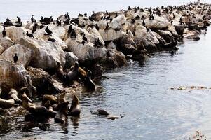 Cormorants And Sea Lions On Rocks Monterey Bay California photo