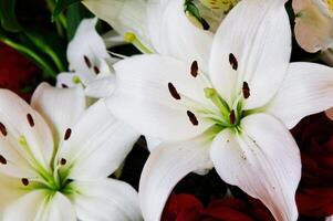 apretado Disparo de blanco flor con estambre y polen foto