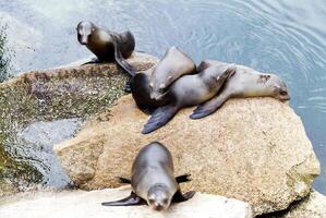 mar leones tendido en rocas monterey bahía California foto