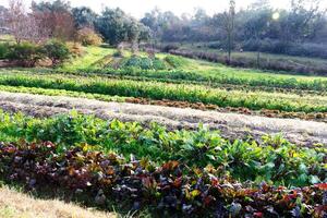 fila de vegetales en pequeño granja con oveja foto