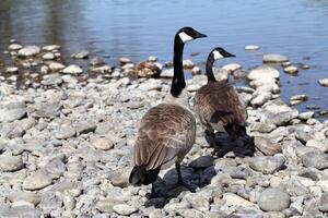 two canadian geese on rocky river bank photo