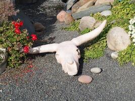 Cow skull garden ornament on decomposed granite path photo