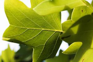 Tight Shot Of Under Side Of Green Leaves photo