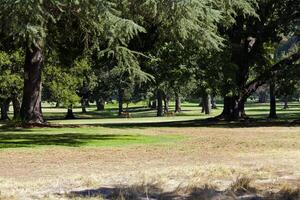 ciervo transitando mediante arboles en golf curso foto