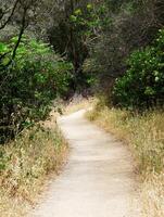 Empty Dirt Footpath With Grass And Trees photo