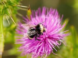 Closeup Black And Yellow Bee On Purple Flower photo