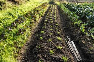 Row Of Plantings On Small Farm Or Large Garden photo