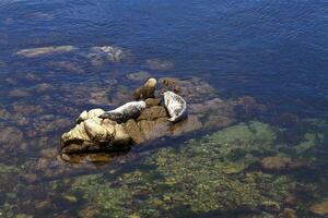 Two Pacific Harbor Seals Basking On Rocks photo