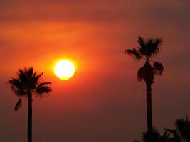 Smoky Orange sky and sun with palm trees photo