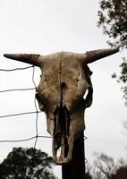 Cow Skull On Fence Post Overcast Sky Background photo