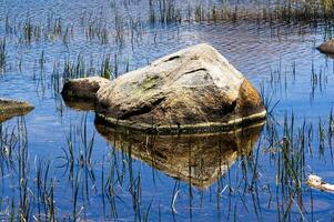 Rock Sitting In Pond With Reeds And Reflections Yosemite photo