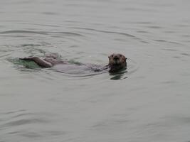 Sea Otter Swimming In Water Looking At Camera photo