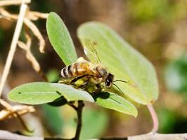 Close-up Shot Of Bee On Green Leaf Outdoors photo