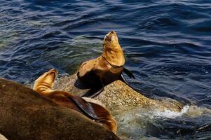 Sea Lion Sitting On Rock Monterey Bay With Nose In Air photo