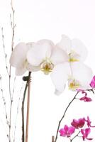 Vertical shot of White and purple orchids photo