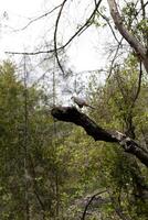 Hawk Bird of Prey Sitting on Branch photo