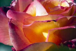 Outdoor Closeup of Rose with Sunlight Through Petals photo