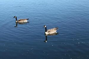 two canadian geese swimming in river with reflection photo