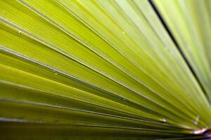 Closeup of green palm frond radiating out diagonally photo