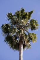 Single green palm tree against blue sky photo