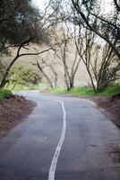 empty bike trail leading off through trees photo