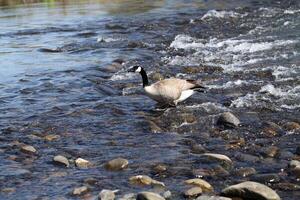 Canadian goose walking in shallow river flow photo