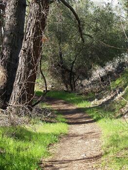 Curved walking path in park going into shadows photo