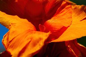 Tight Shot Of Orange Flower Petals With Blue And Green photo