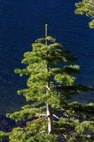 parte superior de pino árbol con lado ligero y lago antecedentes foto