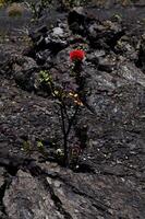 planta con verde hoja y rojo flor creciente arriba fuera de antiguo lava foto