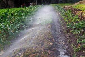 agua pulverización terminado filas de vegetales en pequeño granja foto