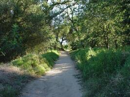 Nature Footpath With Green Trees And Grass photo