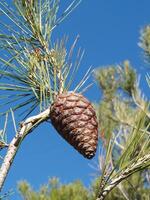 An Unopened Pinecone against a blue sky photo